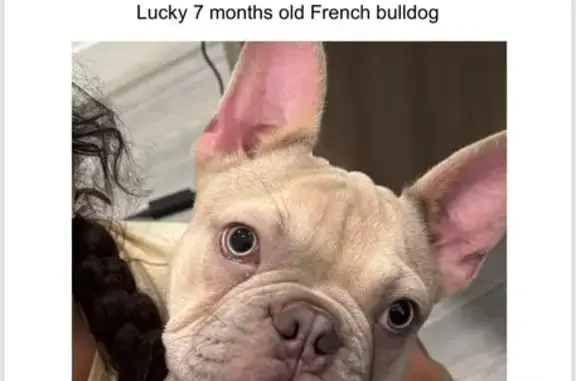Lost and found pets Miami Gardens, photo: Lost 6-Month French Bulldog in Miami