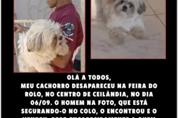 cachorro desaparecida