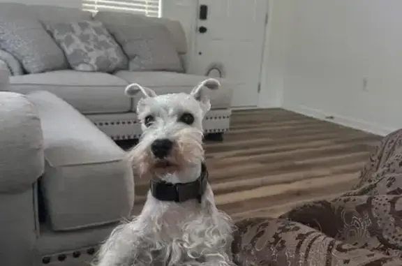 Missing dog Cedartown, photo: Lost White Dog - Cedartown, Buchanan Hwy