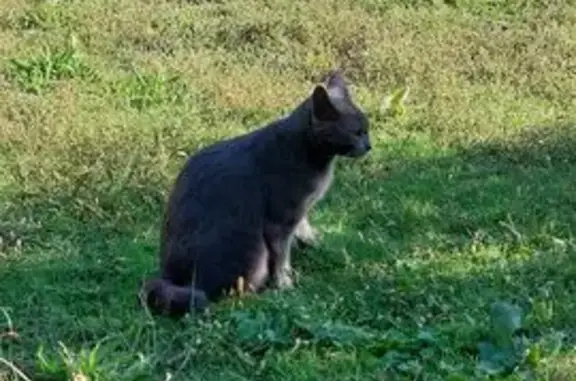 Animaux trouvés , photo: Chat bleu russe mâle trouvé à Servance