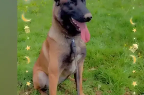 Chien perdu, Boulevard du Vigenal, Limoges - photo