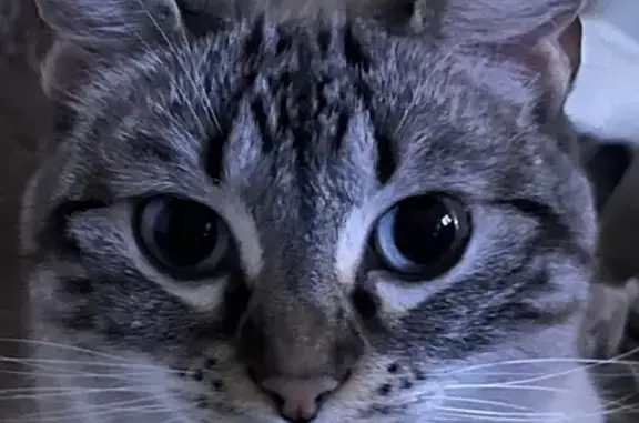 Chat perdue, petite et peureuse à Vendres - photo