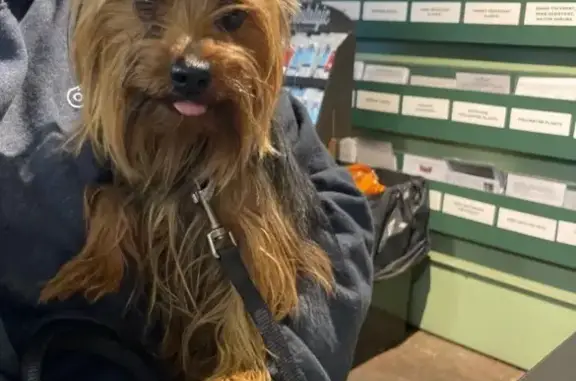Found dog Columbus, photo: Found Yorkie: Brown/Black, Oakland Park