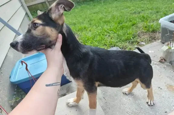 Friendly Pup Found: Black & Brown Beauty