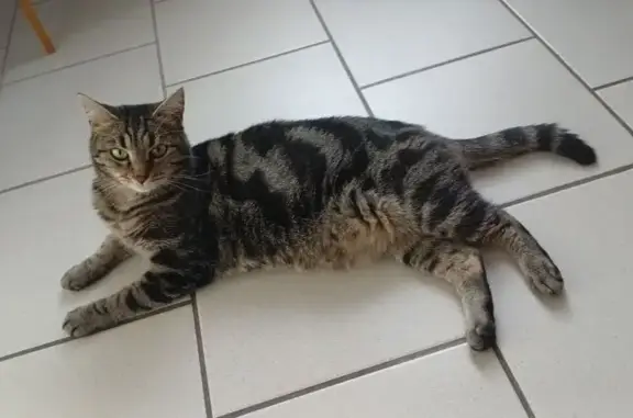 Chat perdu à Falaise, Normandie - photo