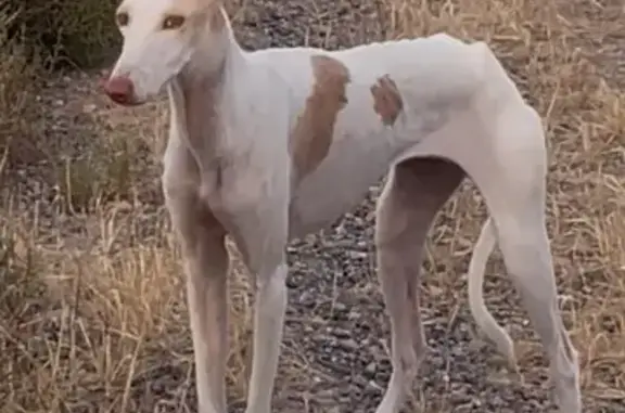 Perro Asustado en Carretera de...