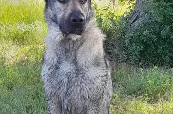 Chienne berger d'Anatolie perdue à Courthézon - photo