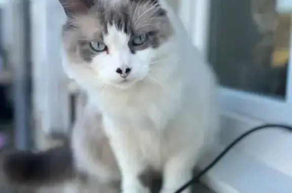 Chat perdu, Saint-Paul-des-Landes, photo: Chat perdu : Nougat, sociable et gourmand
