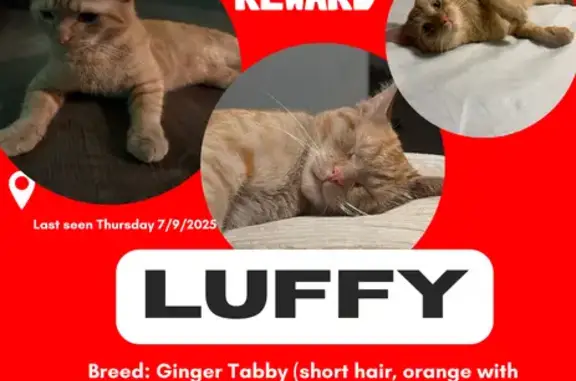 Lost and found pets Chicago, photo: Lost Orange Cat Near South Halsted St.