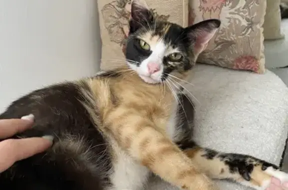 Chatte Héra disparue à Aubenas - photo