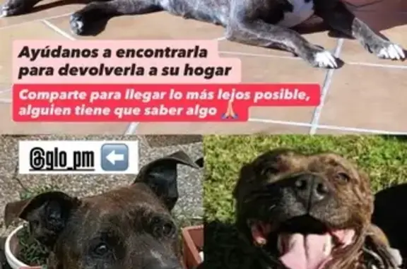 ¡Ayuda! Mia, perra cariñosa, perdida en Mairena
