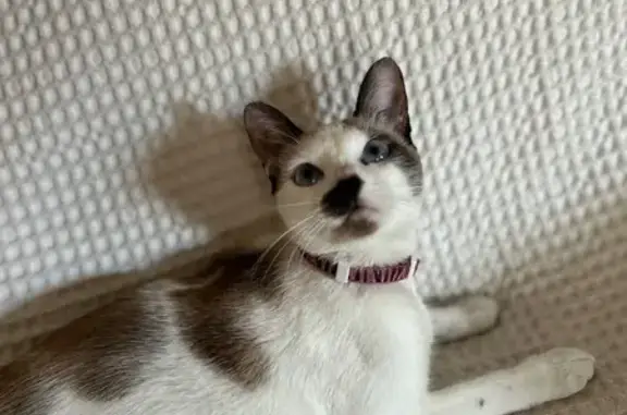 Gata Perdida: Microchip y Collar Rosa