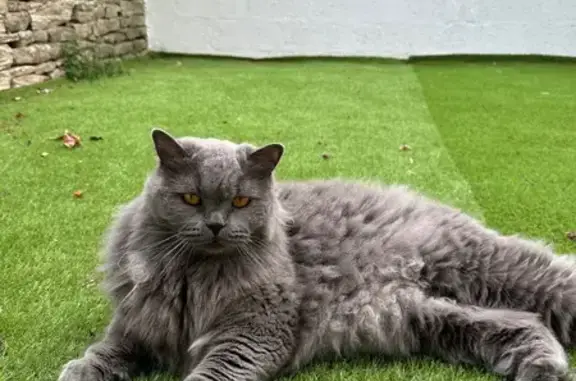 Animaux perdus Vannes, photo: Chatte perdue à Vannes, rue Richemont