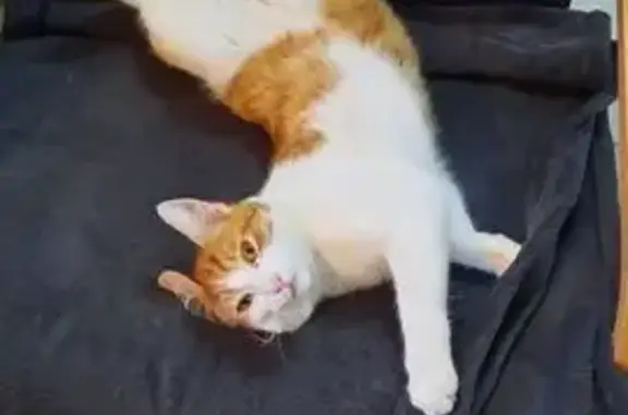 Chat perdu, Froidfond, photo: Chat roux et blanc perdu à Froidfond
