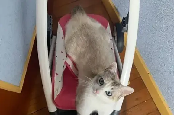 Chat perdu, Quintin, photo: Chatte perdue, blanche rousse grise, Quintin