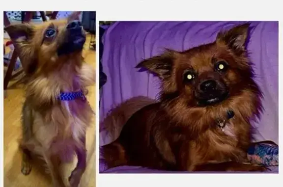 Lost and found pets Chicago, photo: Lost Golden Brown Pom-Chi in Chicago