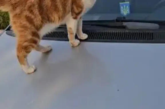 Chat perdu, , photo: Chat blanc et roux perdu à Durtol