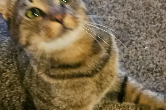 Lost Tiger Cat: Ozwald in Lancaster