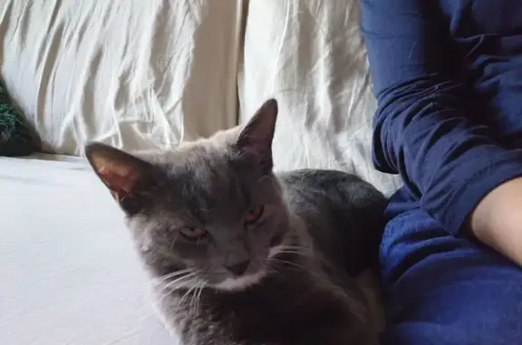 Lost Gray Kitten with White Paws in London