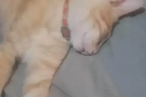 Gato Naranja Perdido en Ciudad Neza