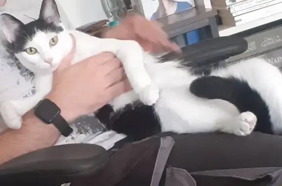 Chat perdu : blanc/noir, tâche 