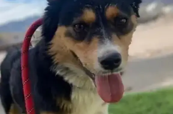 Missing dog Las Cruces, photo: Help Find Dutch: Missing Timid Dog in LC