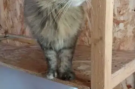 Chat perdu, , photo: Chatte perdue, marron, 