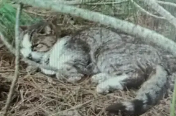 Chat trouvé Marsannay-la-Côte, photo: Chat blessé trouvé, rue Claude Monot