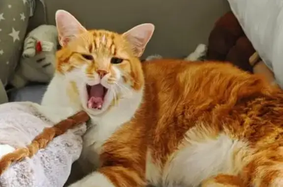 Chat perdu, , photo: Chat blanc et roux perdu à Durtol