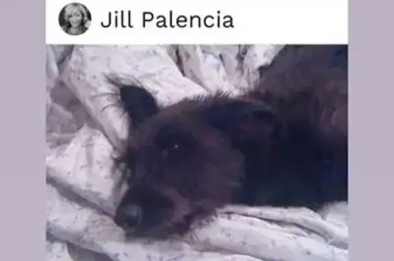 Lost: Sweet Elderly Scottie Mix in Conyers