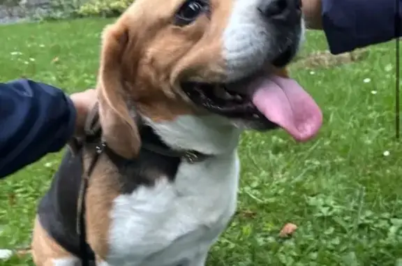 Chien trouvé Saint-Julien-les-Villas, photo: Chien trouvé Av. de la Gare, St-Julien