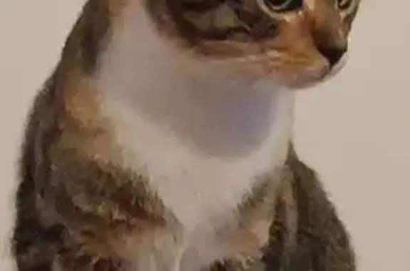 Chatte tigrée perdue à Gouesnou - photo