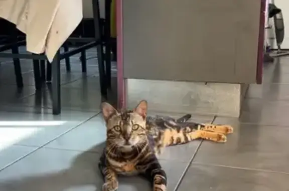 Chat perdu, Nouvelle-Aquitaine, photo: Chat perdu à Liposthey, Nouvelle-Aquitaine