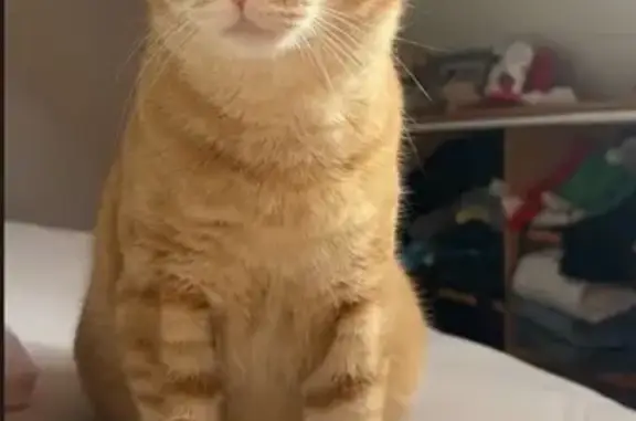 Chat perdu : grand, queue blanche et rousse - photo