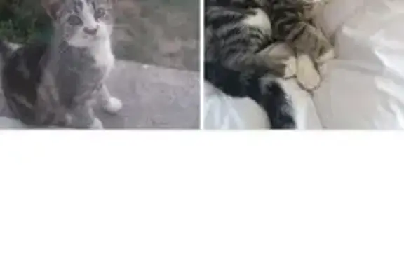 Chat perdu, , photo: Chaton gris-blanc perdu à Laneuveville