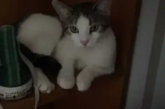 Lost Cat: Padme, White with Tabby Spots