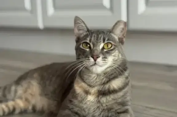 Lost and found pets Chicago, photo: Lost Grey Tabby: Red Collar, South STL
