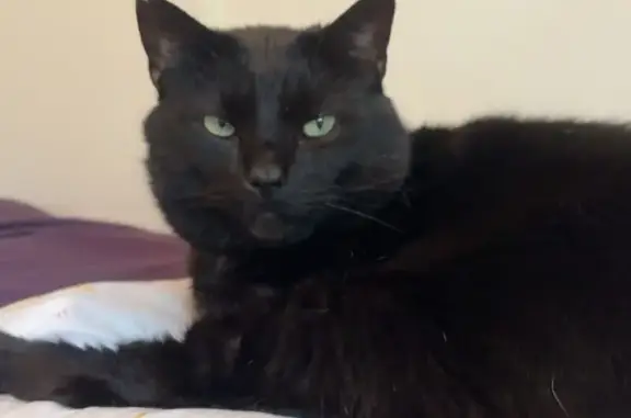 Lost: Chunky Black Cat, Drizzy, 16 lbs