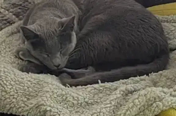 Missing: Grey Male Cat, Jennier Drive