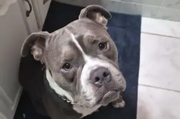 Lost and found pets Panama City, photo: Lost Gray Dog: Friendly & Medium-Sized
