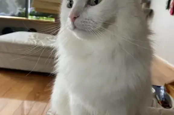 Lost Ragdoll Cross Cat in Heathcote, VIC