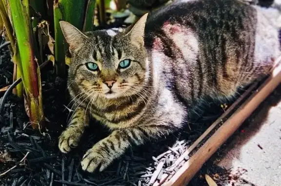Lost Multi-Color Cat: Shy, Green Eyes