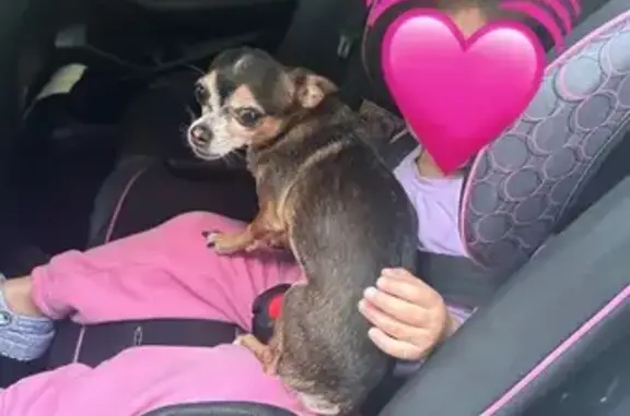Lost: Friendly 13-Year-Old Chihuahua