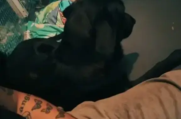 Lost Black Lab in Pink Vest - Carlisle, PA