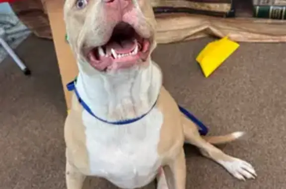 Lost Dog: Friendly Blu on Spar Court