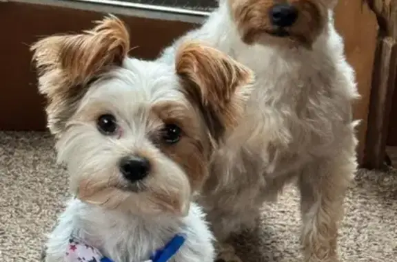 Lost Yorkies Near Hwy 67 & CC, Festus