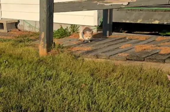 Found cat Crothersville, photo: Friendly Cat Found on Lowery Ave, 400