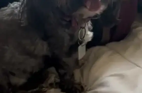 Missing dog Las Vegas, photo: Lost Dog: Friendly Fluffy Pup Named Honey