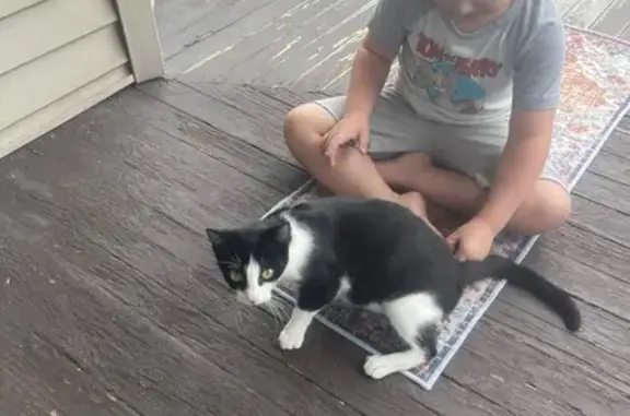 Missing Sweet Cat: Black & White Beauty