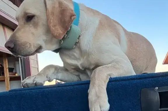 Missing dog Helena, photo: Lost Yellow Lab Near Deal Lane, Helena